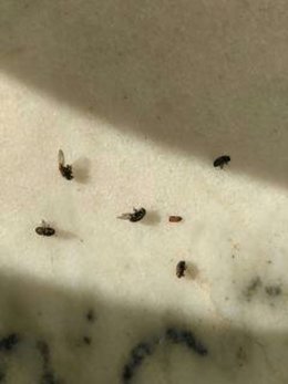 insectes dans la maison