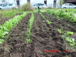 Arracher ou pas les pieds de haricots ?