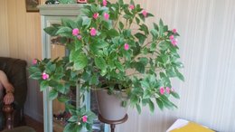 impatiens goutte de sang