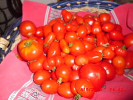 Tomate