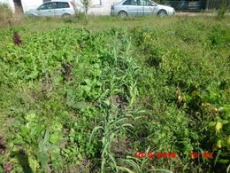 Semis de toutes les variétés de haricots