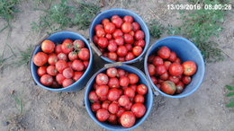 plans de tomates