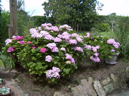 Couleur des Hortensia !