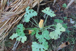 Pied de courgettes restés au stade de fleurs