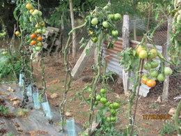 graine de tomate