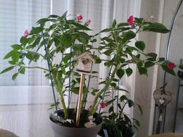 Cherche désesperement bouture impatiens goutte de sang