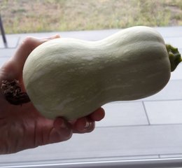 Courgette étrange