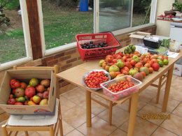 derniére cueillette de tomates 2016