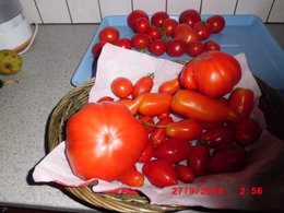 derniére cueillette de tomates 2016