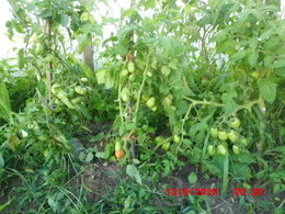 derniére cueillette de tomates 2016