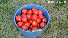 derniére cueillette de tomates 2016