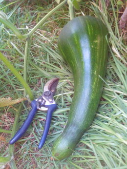 identification de courge