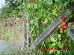 derniére cueillette de tomates 2016