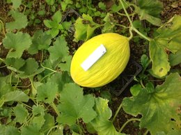 identification de courge