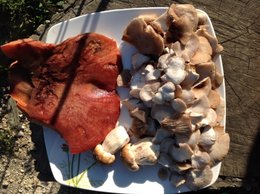 Première récolte de champignons