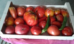 plans de tomates