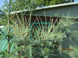 acacia armata( mimosa )