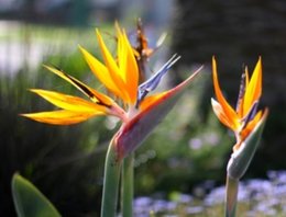 Oiseau du paradis - Strelitzia reginae