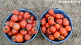 plans de tomates