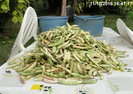 Semis de toutes les variétés de haricots