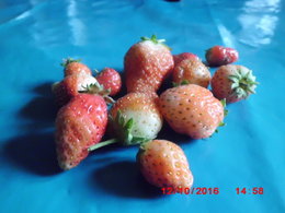 Fraise - Fraisier