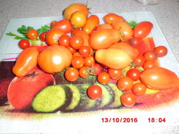 Faire mûrir les dernières tomates