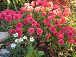 Recycler les chrysanthèmes défleuris du cimetière