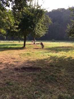 Réaménager un jardin en friches en Normandie