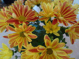 Chrysanthèmes bicolores
