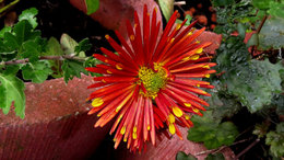 Chrysanthèmes bicolores