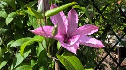 Entretien Clematites 