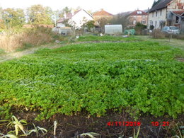 entretien des arums