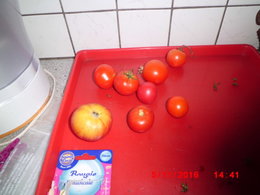 Faire mûrir les dernières tomates