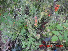 Faire mûrir les dernières tomates