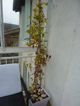 Entretien Clematites 