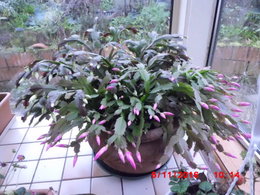 Cactus de Noel (schlumbergera)