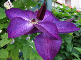 Entretien Clematites 