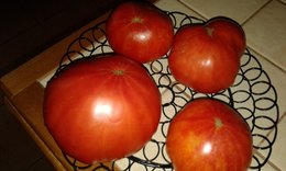 Faire mûrir les dernières tomates