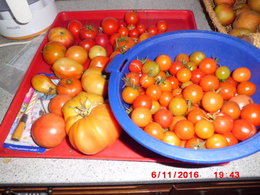 Faire mûrir les dernières tomates