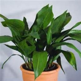 Aspidistra volé