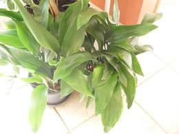 Aspidistra volé