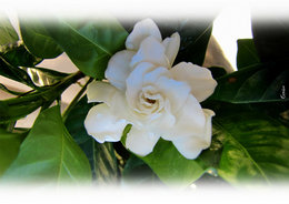 gardenia