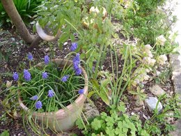 Plantation de bulbes de printemps : la bonne profondeur