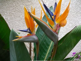 Oiseau du paradis - Strelitzia reginae