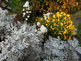 Allez-vous recycler les chrysanthèmes ?