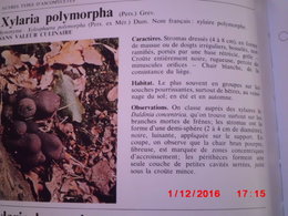 Champignons