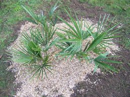 vente spéciale pour jardinier-amateur palmier Phoenix 1m50