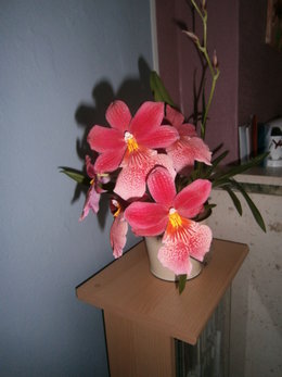 oncidium orchids