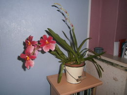 oncidium orchids