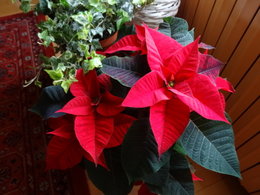 POINSETTIA